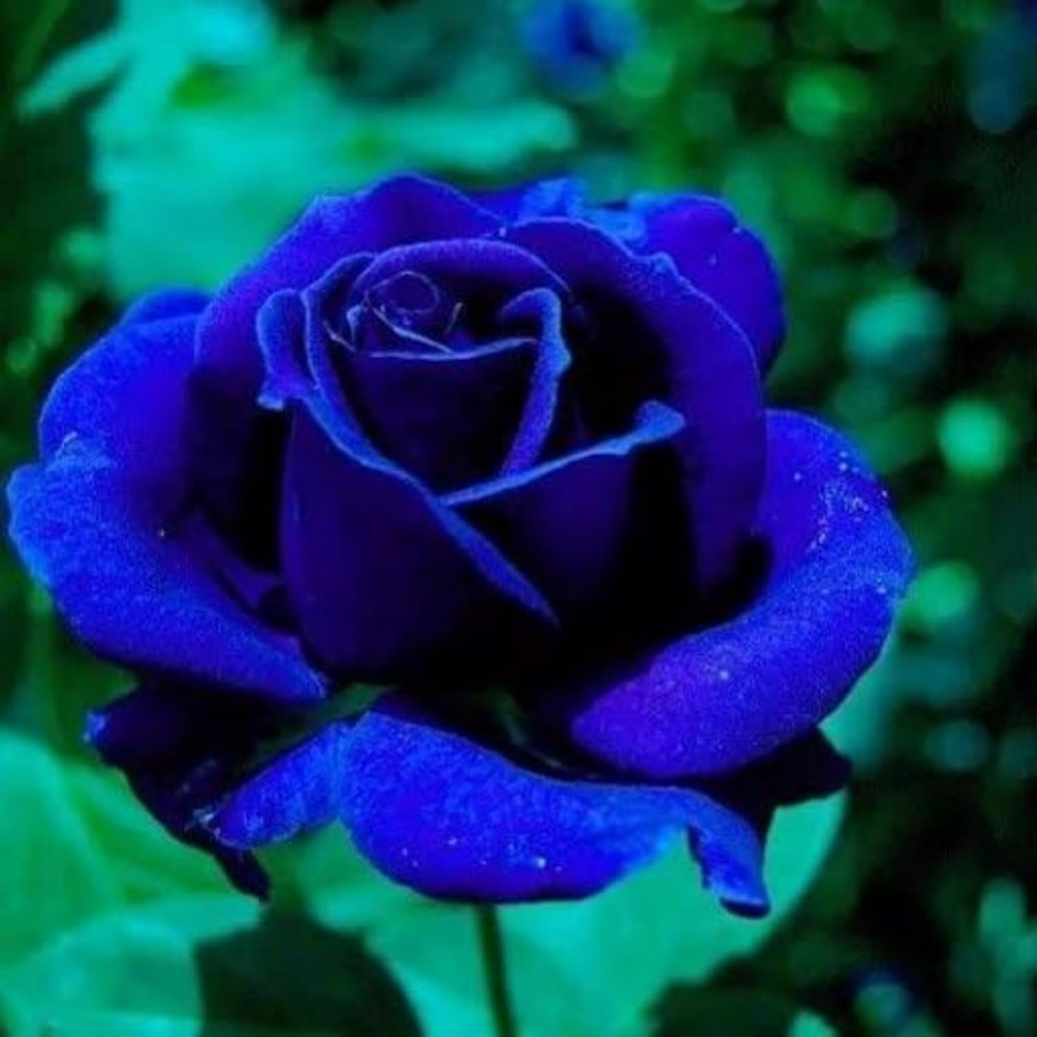 100 Blue Rose Seeds – Rare Hybrid Perennial Shrub for Garden